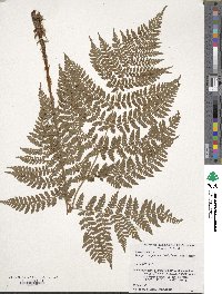 Dryopteris expansa image