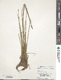 Cyperus strigosus image