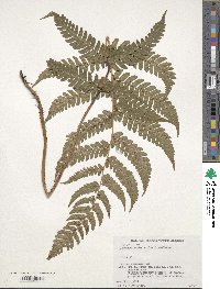 Dryopteris erythrosora image