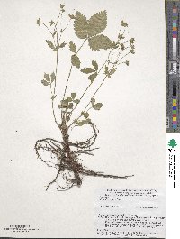 Potentilla togasii image