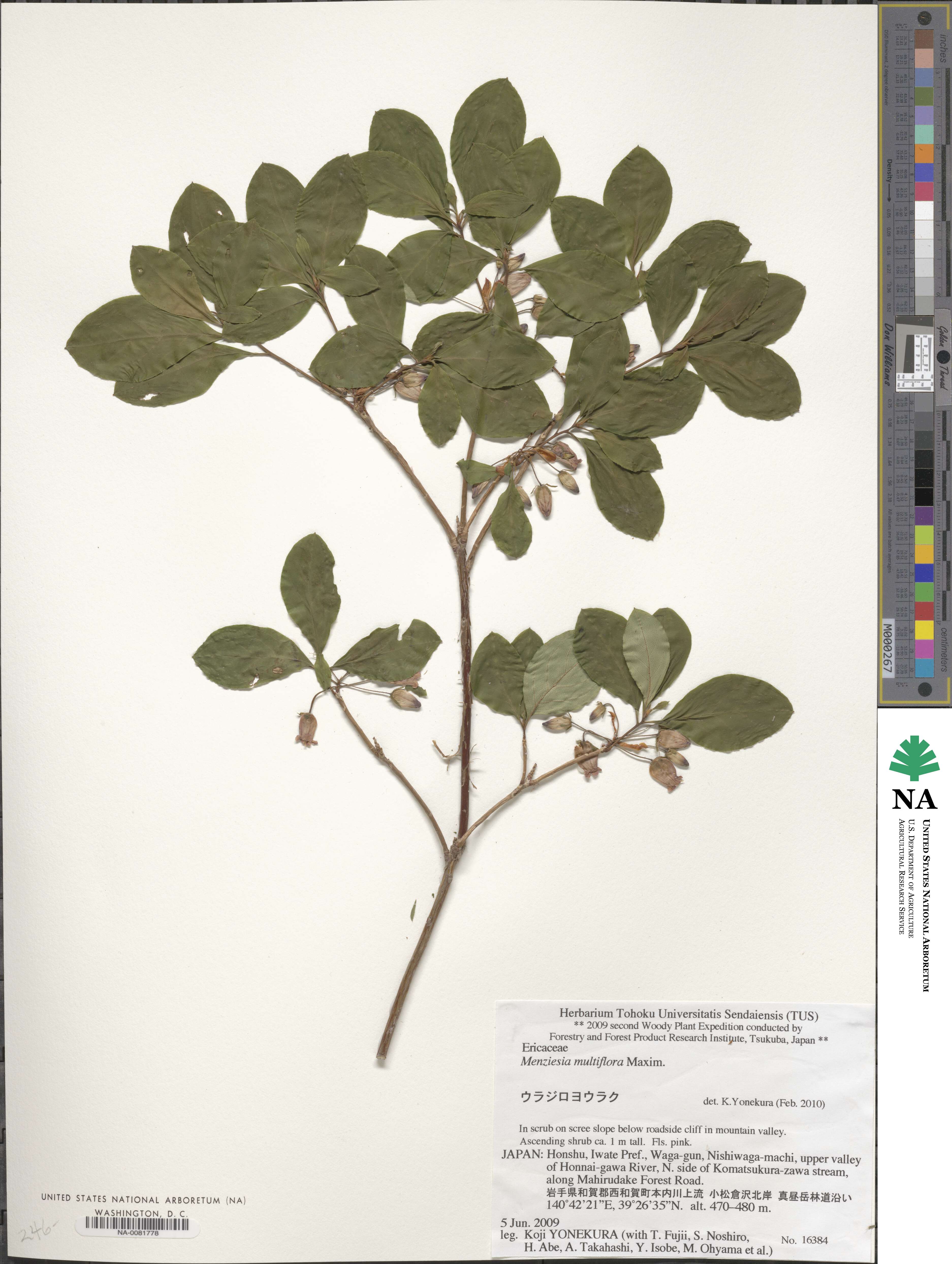 Rhododendron multiflorum image
