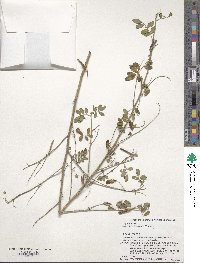 Indigofera bungeana image