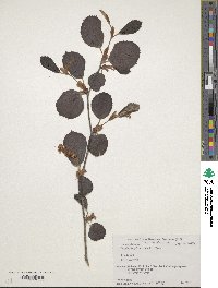 Corylopsis spicata image