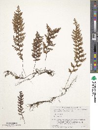 Hymenophyllum badium image