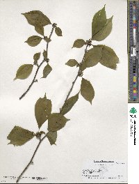 Ilex montana image