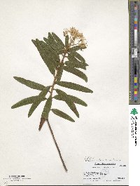 Rhododendron tomentosum image