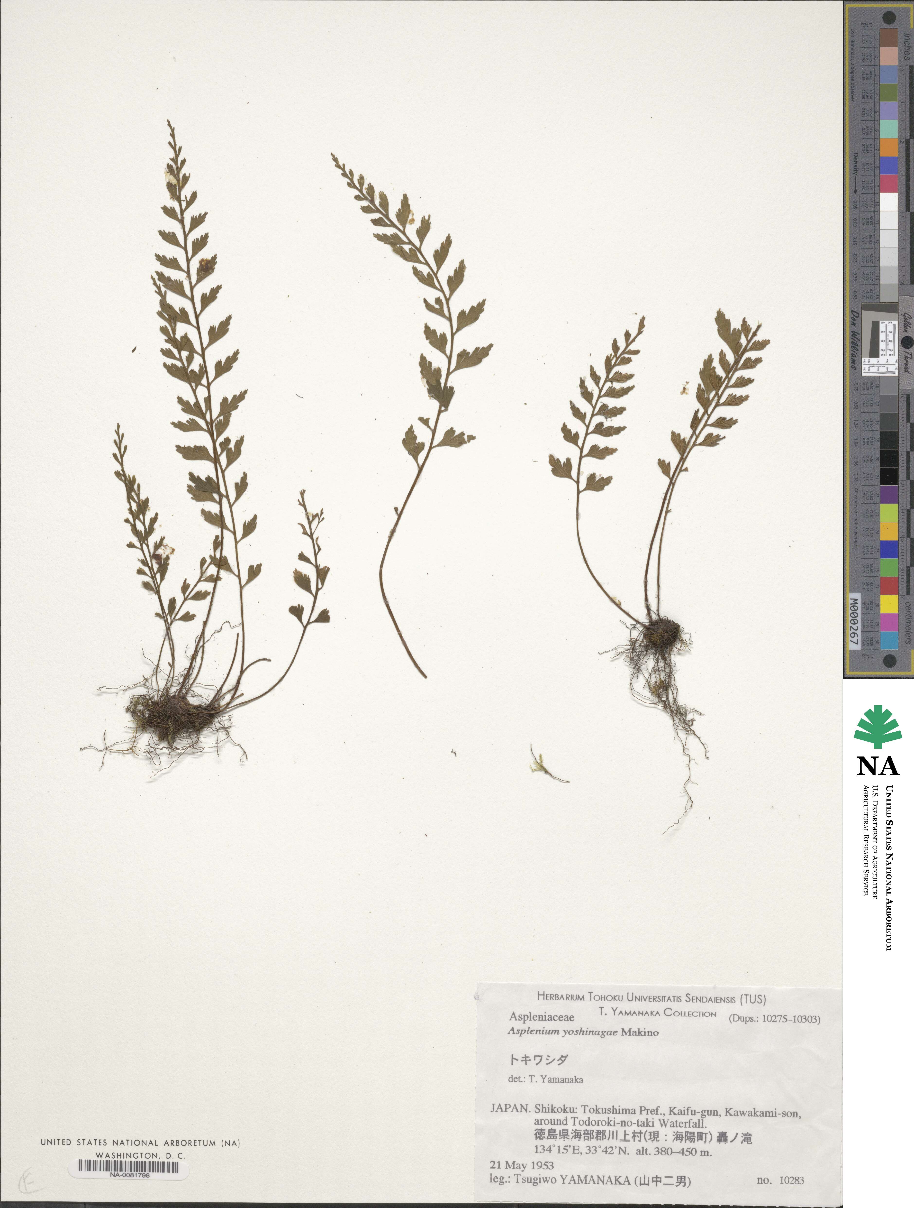 Asplenium yoshinagae image