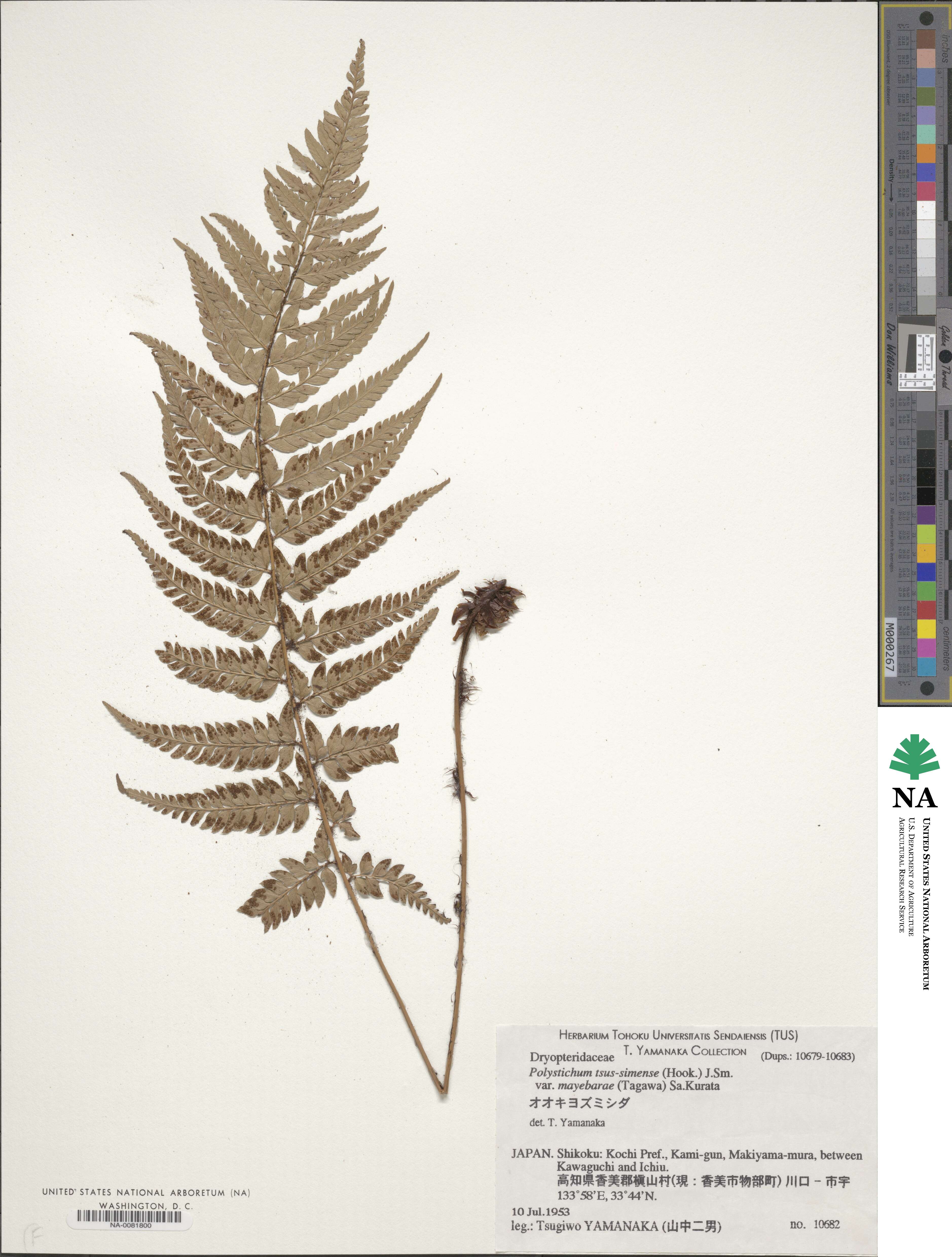 Polystichum mayebarae image