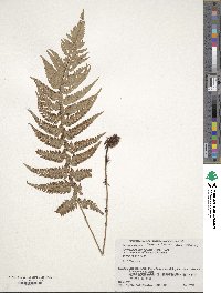 Image of Polystichum mayebarae