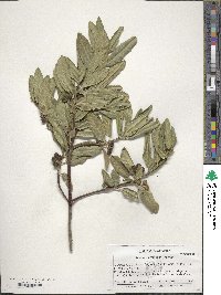 Frangula californica image