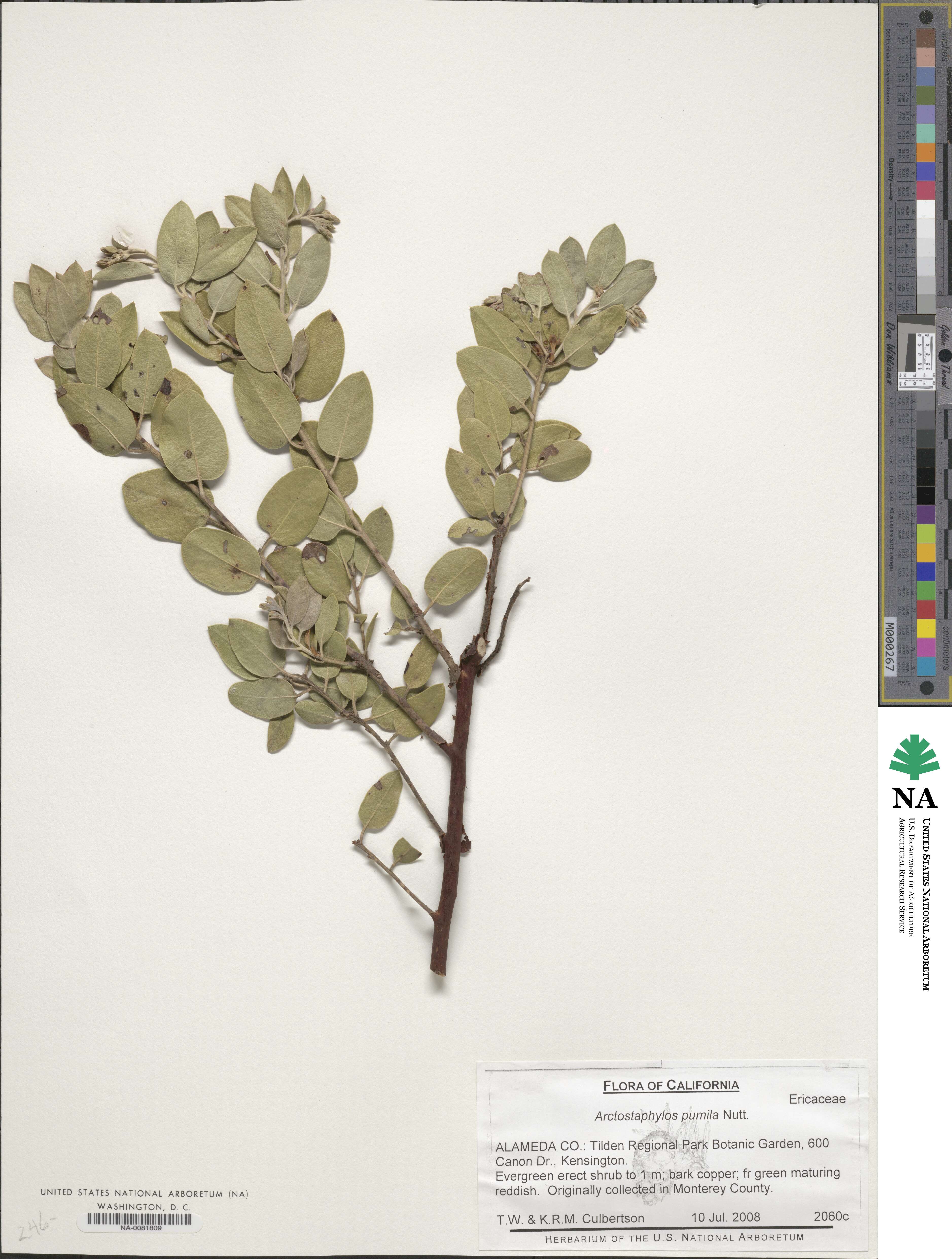 Arctostaphylos pumila image