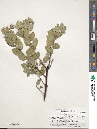 Arctostaphylos pumila image