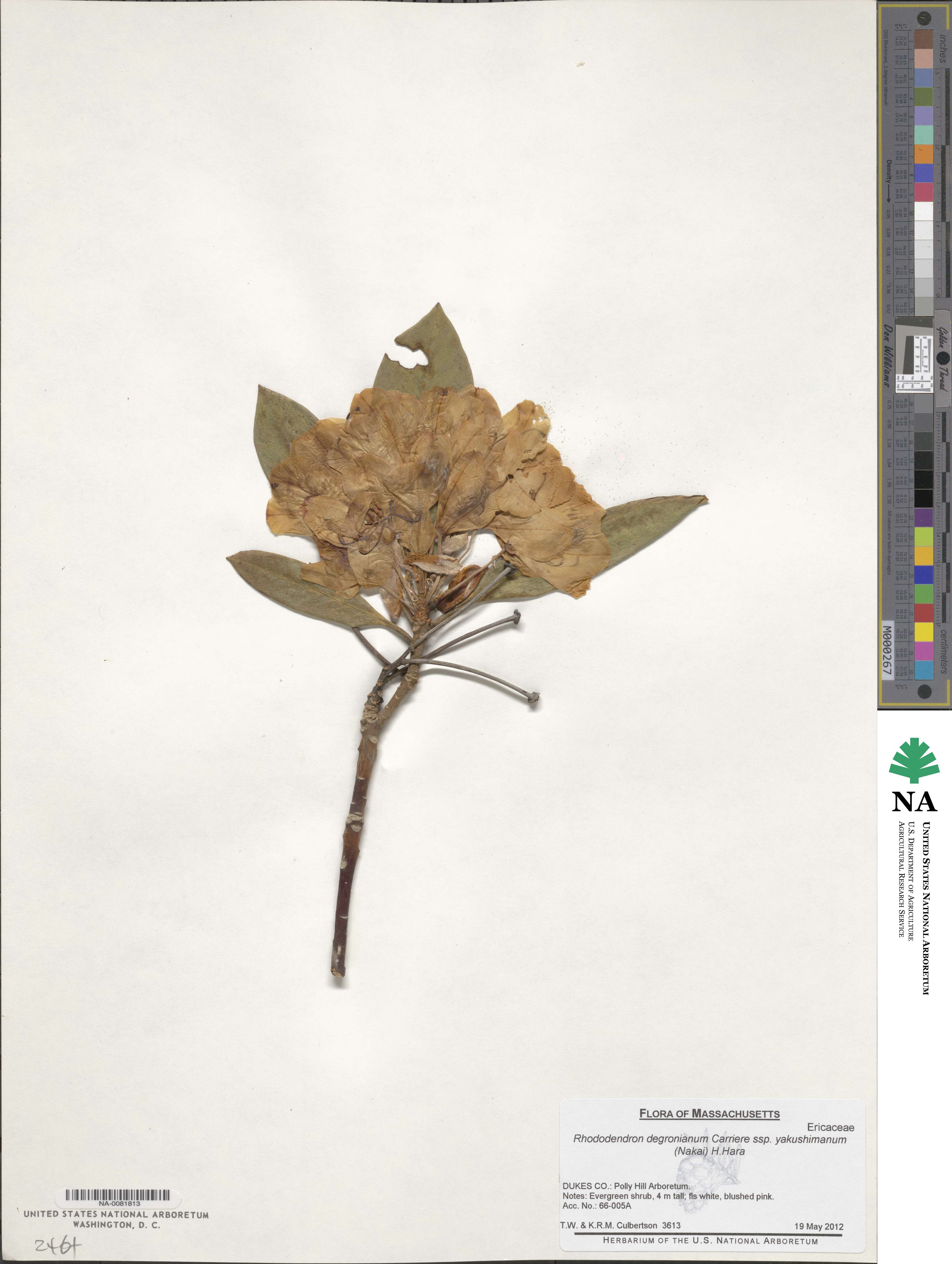 Rhododendron yakushimanum image