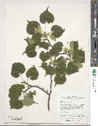 Image of Tilia kiusiana