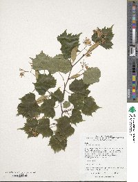Tilia mongolica image