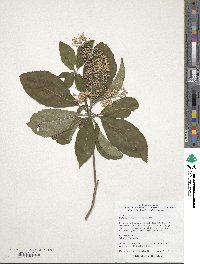 Clethra barbinervis image