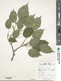 Acer davidii image