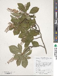 Clethra barbinervis image