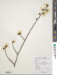 Hamamelis mollis image