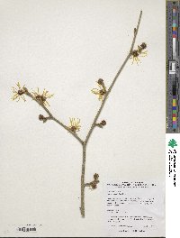 Hamamelis mollis image