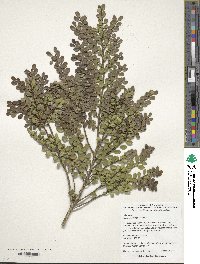 Azara microphylla image