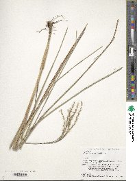 Miscanthus sinensis image