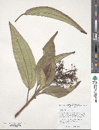 Oxyspora paniculata image