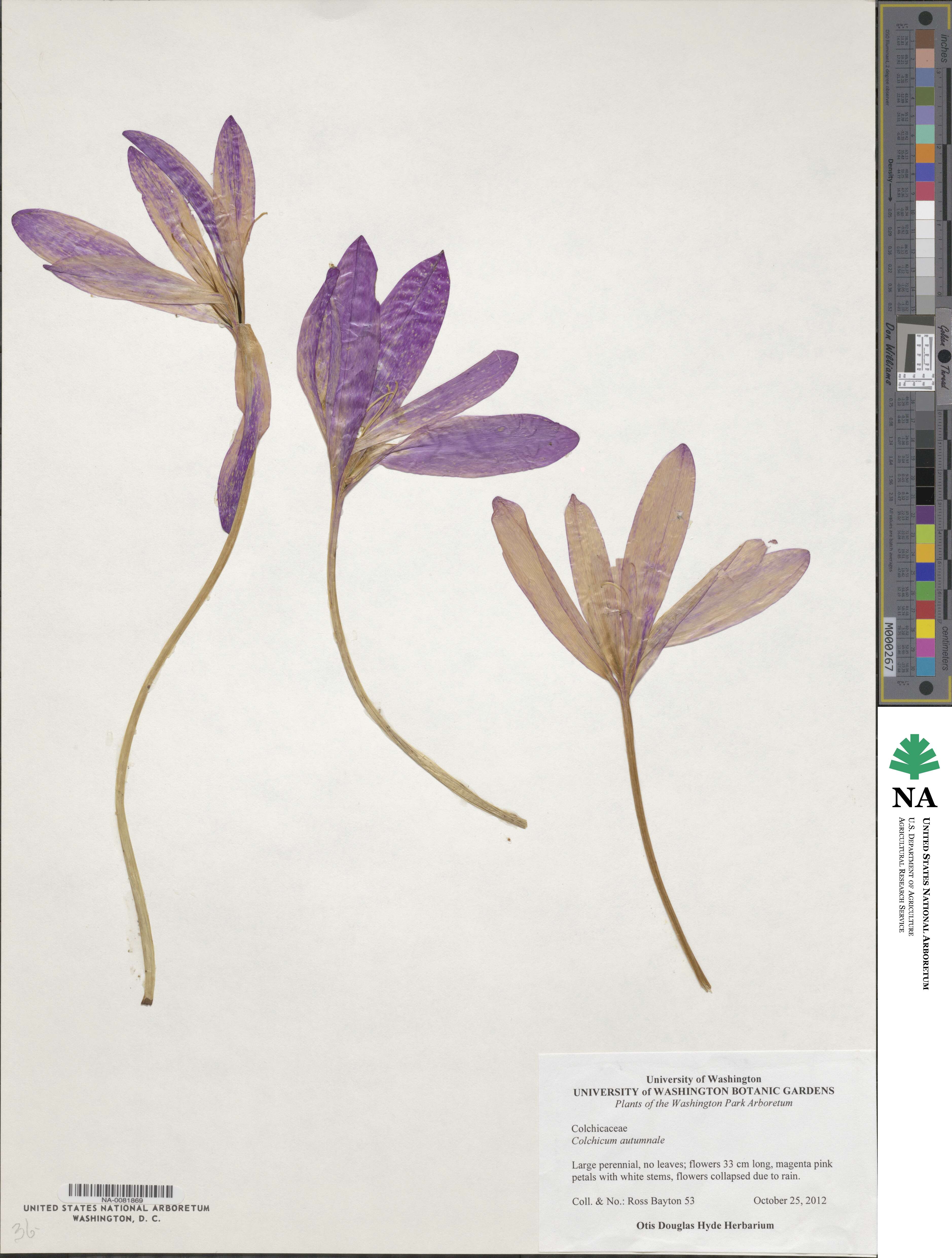 Colchicum autumnale image