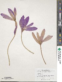 Image of Colchicum autumnale