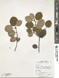 Quercus alnifolia image