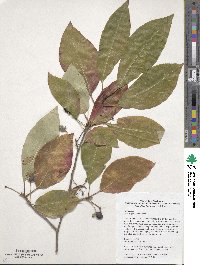 Nyssa sylvatica image