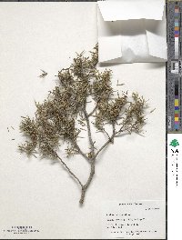 Image of Juniperus oxycedrus