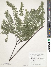 Adiantum pedatum image