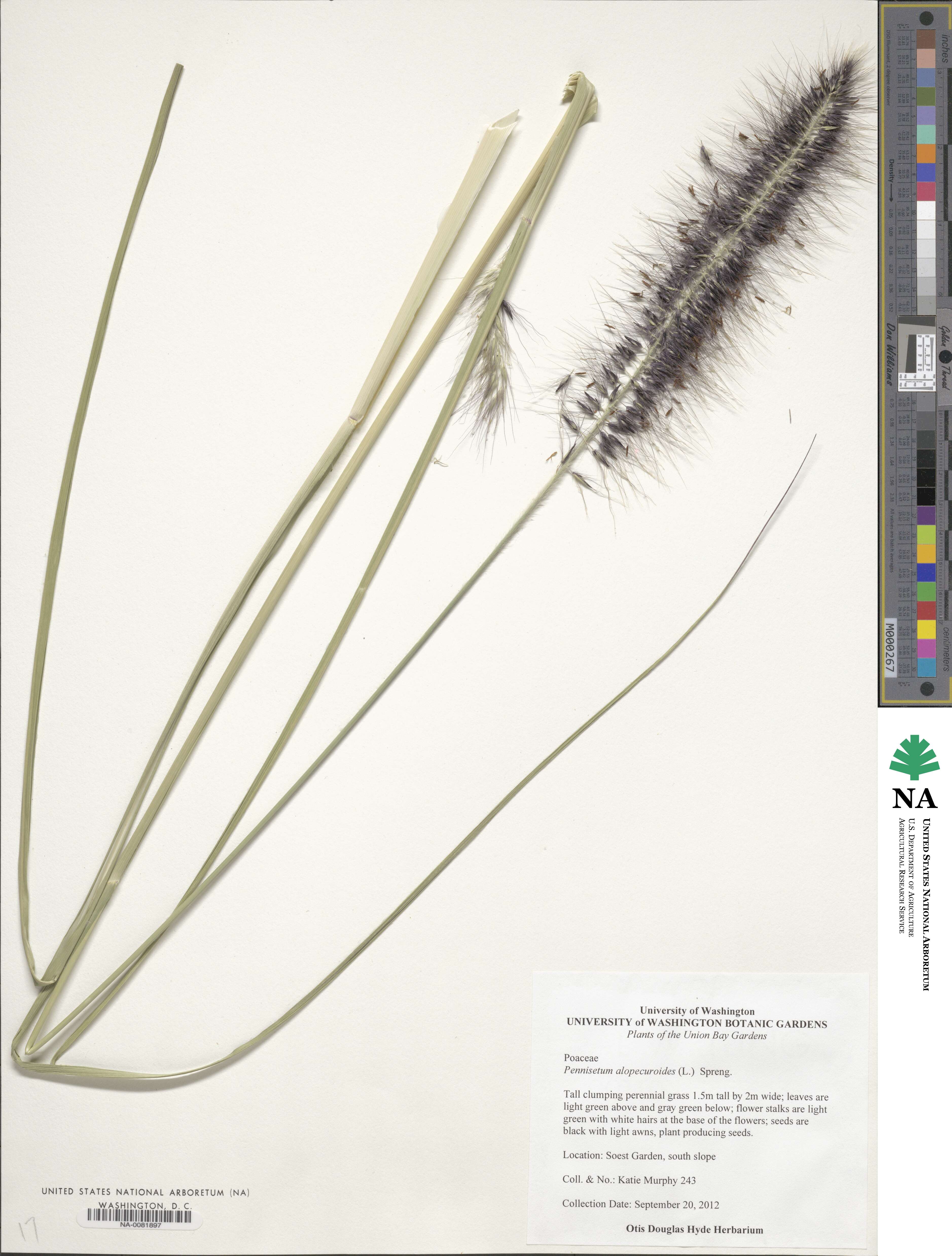 Cenchrus alopecuroides image