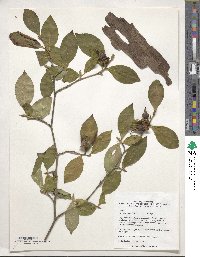 Stewartia sinensis image