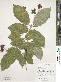 Euonymus hamiltonianus image