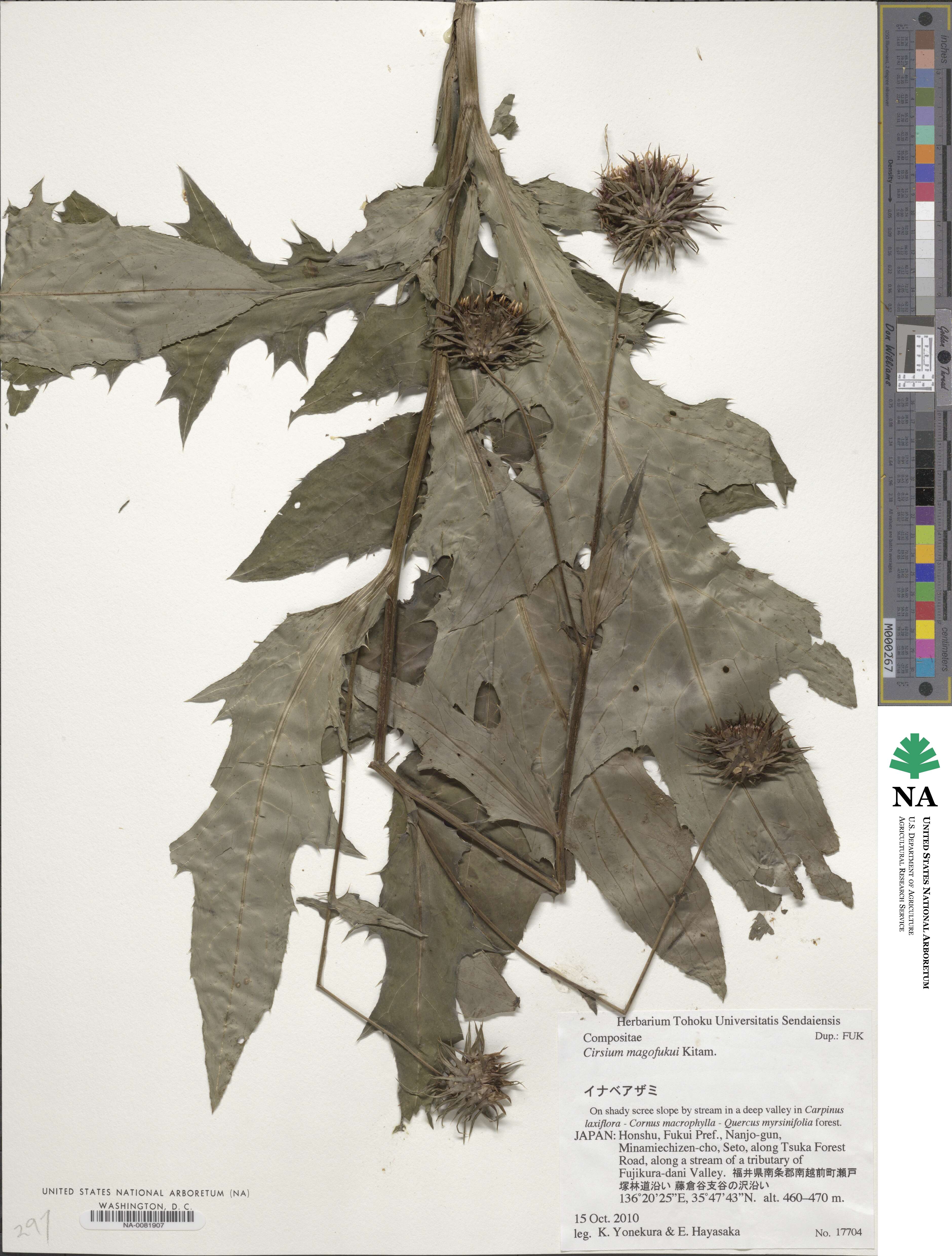 Cirsium magofukui image