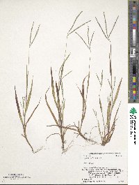 Digitaria violascens image