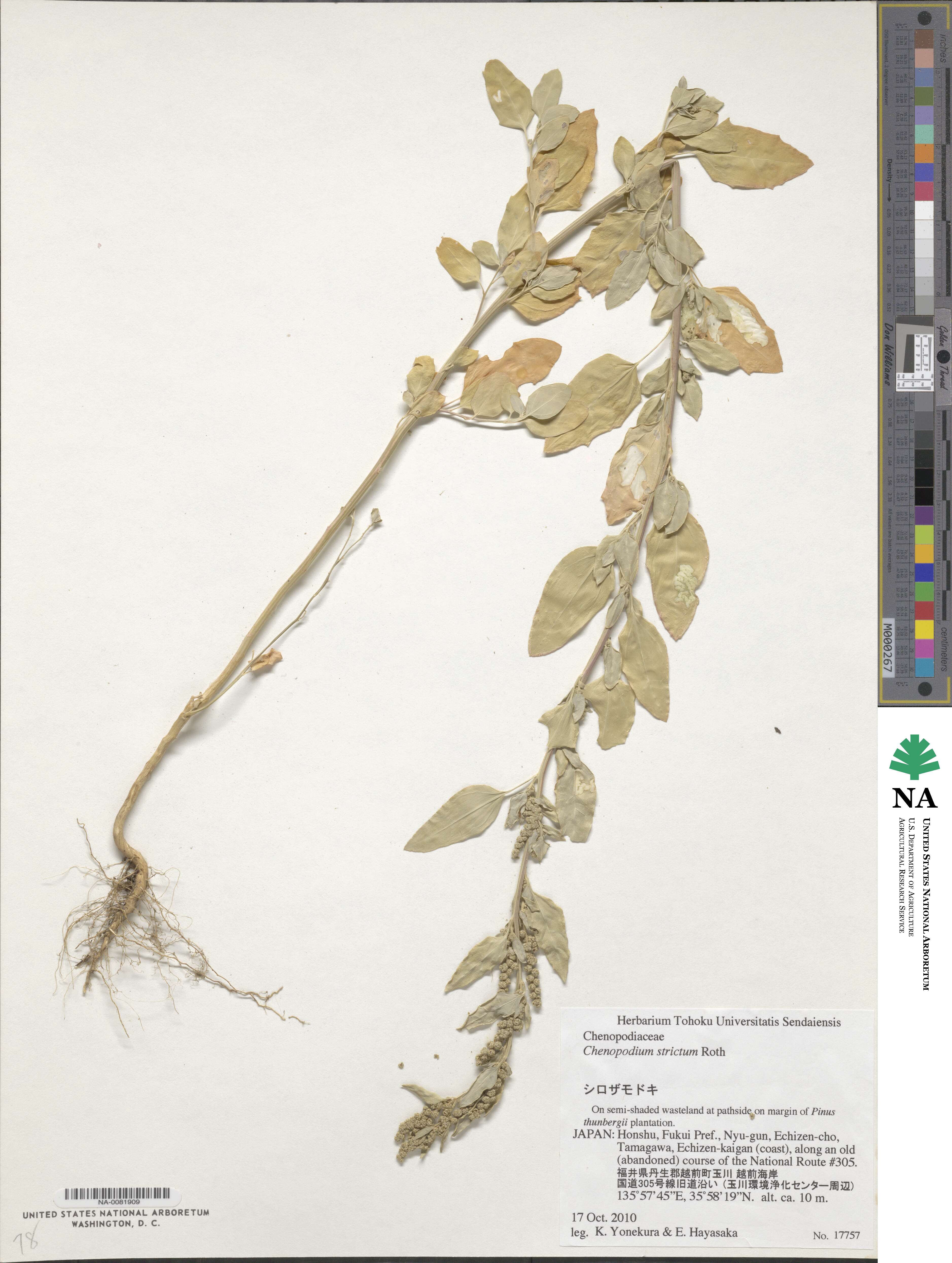 Chenopodium strictum image