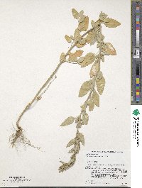 Chenopodium strictum image