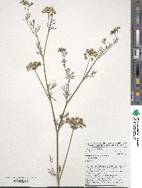 Trachyspermum ammi image