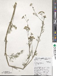 Trachyspermum ammi image