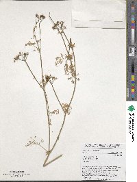 Coriandrum sativum image