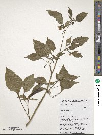 Capsicum annuum image