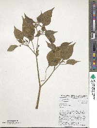 Capsicum annuum image