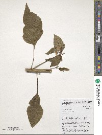 Capsicum annuum image