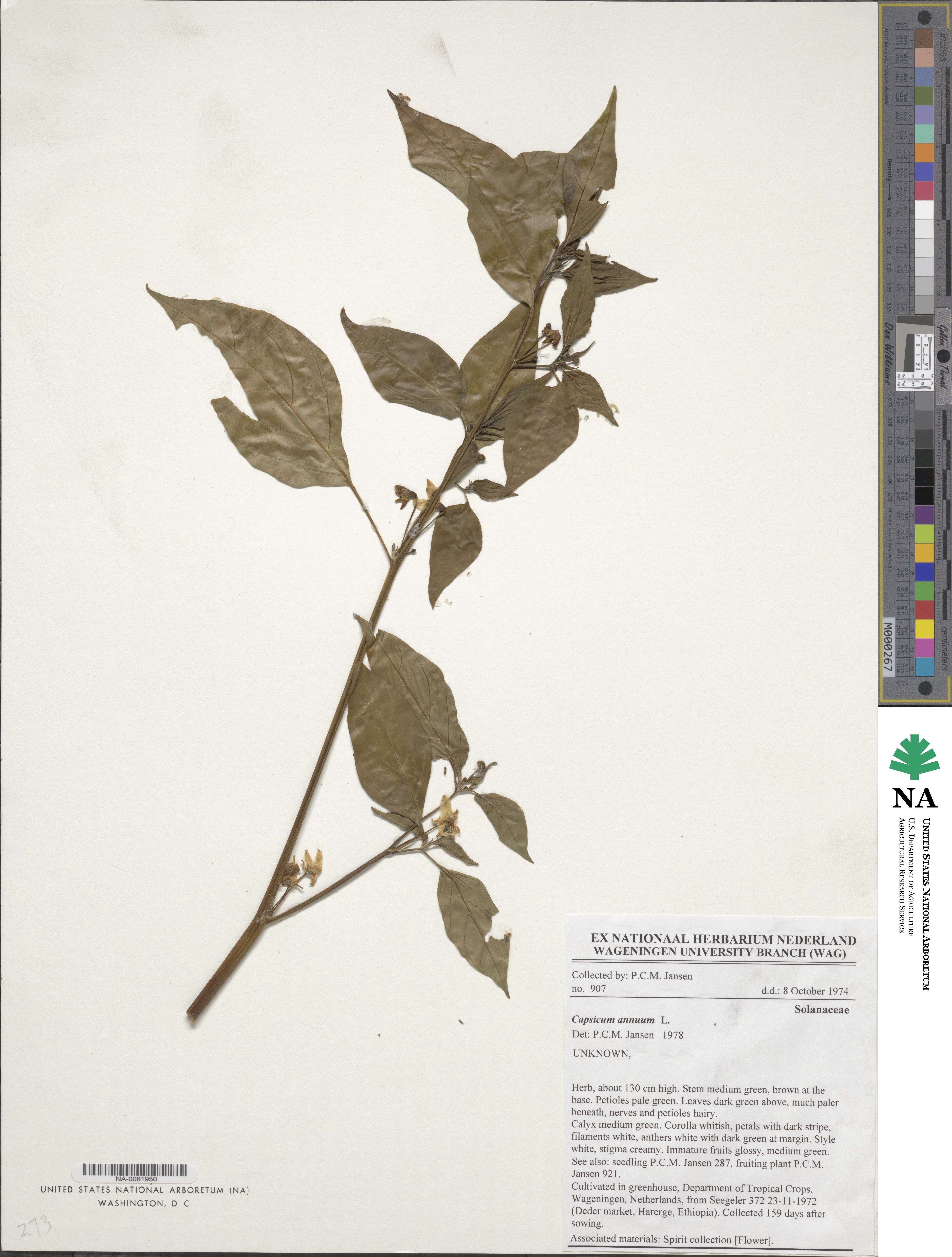 Capsicum annuum image