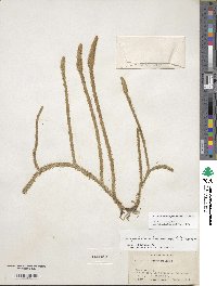 Lycopodiella alopecuroides image