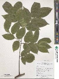 Koelreuteria bipinnata image