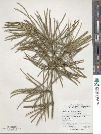 Sciadopitys verticillata image